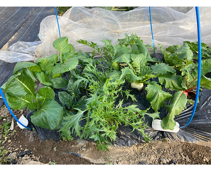 この冬最後の収穫！