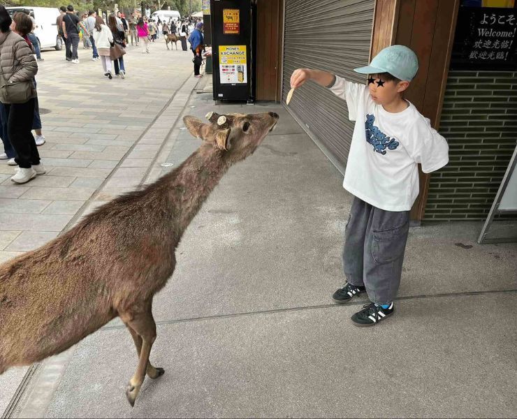 春休みに奈良旅行🦌